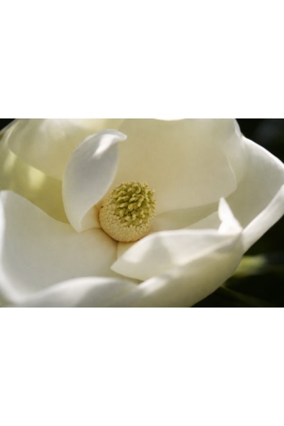 Магнолія Альта опис